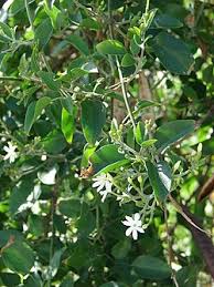 Image result for Jasminum fluminense