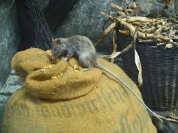 Futterquellen im und ums haus vermeiden. Hausratte Wikipedia