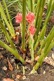 Faire pousser les cheveux plus vite naturellement recette naturelle pour aider à la croissance des cheveux ingrédients du traitement maison vertus de la synergie capillaire. Gingembre Planter Et Cultiver Ooreka
