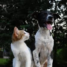 Pet owners can find 911 care in a variety of settings, including general practices and emergency clinics, some of which maintain hours only on nights, weekends and holidays. Veterinarian In Idaho Falls Id Willowcreek Animal Hospital