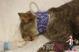 Cat feeding & watering supplies all departments deals audible books & originals alexa skills amazon devices amazon pharmacy amazon warehouse appliances apps & games arts, crafts & sewing automotive parts & accessories baby beauty & personal care books cds & vinyl cell. How To Place An Esophagostomy Tube Vetgirl Veterinary Ce Podcasts