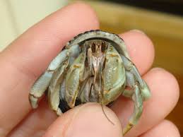 Check spelling or type a new query. Ecuadorian Carotenes Hca Hermit Crab Association
