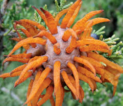 Image result for Tragia rupestris