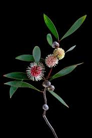 Image result for Hakea laurina