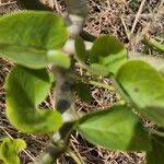 Image result for Schizostephanus alatus