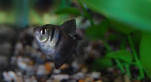 Visit the tetra channel site. Larger Tetras For The Community Tank Ratemyfishtank Com