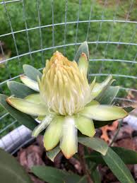 Image result for Protea welwitschii