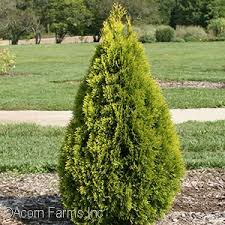 Our polar gold® arborvitae plant is a proven winners® colorchoice® selection. Acorn Farms Genus Nursery Bulk Wholesale Trees Shrubs Perennials Roses Annuals For Green Industry