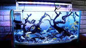 Hal ini karena aquarium sangat mudah dibuat dan mudah dalam perawatannya. Aquariums 136 Membuat Hiasan Aquarium Untuk Ikan Cichlid Cichlid Aquarium Aquarium Ikan Hias Aquarium