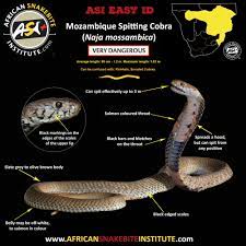Mozambique spitting cobra — the ashe's spitting cobra is the largest spitting cobra, and the mozambique spitting cobra is the smallest, growing 3 feet (0.9 meters) long on average. Mozambique Spitting Cobra African Snakebite Institute