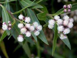 Image result for Maerua salicifolia