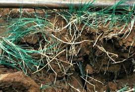 Image result for Cynodon aethiopicus