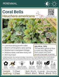 Image result for heuchera americana
