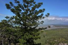 Image result for Araucaria cunninghamii