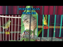 Hal penting lainnya dalam ternak blackthroat adalah membedakan jantan dan betina. Download Blacken 1 5 Bln Belajar Ngeriwik Mp3 3 2 Mb Kicau Siburung Com