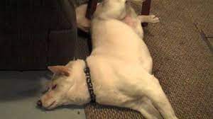 Epilepsy In Dogs Symptoms And Treatment