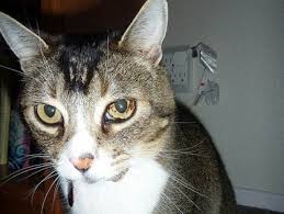 Chances are the white iris is an artiifact of the light/camera. Cat Eye Spots Toxoplasmosis