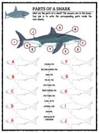Great White Shark Facts Worksheets Habitat Information
