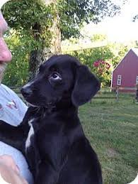 Black And White Hound Mix Dog Another Lab Plott Mix That Was Reportedly Adopted Sebastian Adopted Puppy Lynnville Tn Labrador Retrieve Plott Hound Mix Plott Hound Labrador Retriever