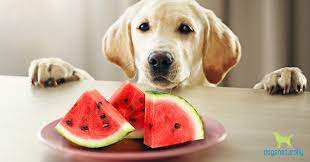 Dogs can eat watermelon, and it will not cause any allergies or stomach illness of any kind, but please can dogs eat watermelon seeds? Dogs Can Eat Watermelon Just Be Cautious Dogs Naturally Magazine