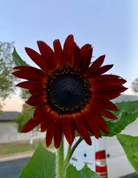 The petals add a pretty pop of color ion salads and desserts. Moulin Rouge Sunflower No Filter Album On Imgur