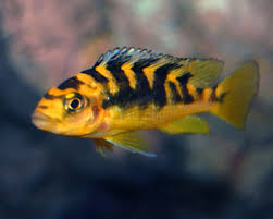 info bumblebee cichlid aquarium hobbyist resource and