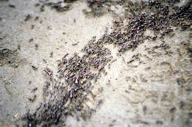 You can redeem codes by clicking the codes button at the top of your screen. Ant Colony Optimization Algorithms Wikipedia