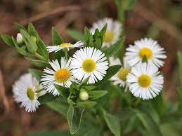 List Of 300 Flower Names A To Z With Images Florgeous In 2021 Flower Names Flowers Flowers Name List