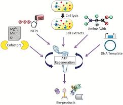 Biology transcription and translation practice worksheet answers pdf. Frontiers Exploring The Potential Of Cell Free Protein Synthesis For Extending The Abilities Of Biological Systems Bioengineering And Biotechnology