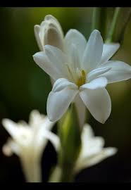 Tuberose Flower Polianthes Tuberosa By Sasithorn S Country Garden Flowers Flower Meanings Beautiful Flowers
