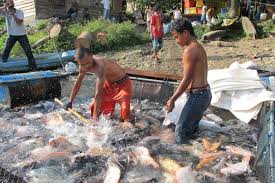 Ancaman Kematian Massal Intai Budidaya Nila Dan Mujair Kenapa Terjadi Mongabay Co Id