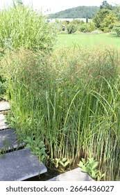 Image result for Cyperus longus