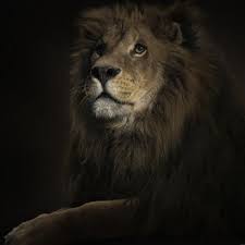 Lion Ipad Wallpaper Hd Lion Hd Wallpaper Lion Wallpaper Lion Images