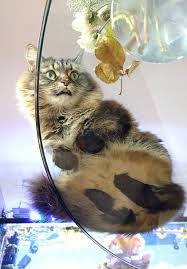 Cat Derping On A Glass Table Funny Cat Pictures Cats Animals