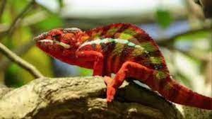 Botanists, zoologists, and natural historians have all been captivated by the rarest and most. Definition Of Endemic Species With Examples In Hindi Youtube