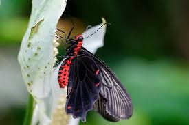 Image result for Pentarhopalopilia