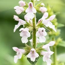 Image result for Chrysochloa hindsii