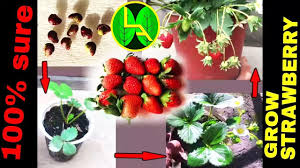 How To Grow Strawberries Plant From Fruits At Home Easy Steps Youtube زراعة الفراولة Growing Strawberries Strawberry Plants Strawberry