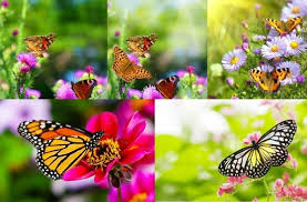 Art floral love flowers beautiful flowers brown flowers belle photo flower art flower power bloom pictures. Flowers Scenery Free Stock Photos Download 11 977 Free Stock Photos For Commercial Use Format Hd High Resolution Jpg Images