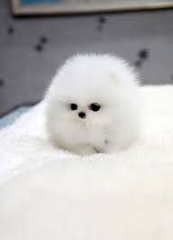 Mini Chien Chien Miniature Aux Poils Frises Marron Et Blanc Animaux Mignons Animaux Adorables Et Bebes Animaux Mignons