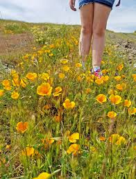 San luis obispo county california incorporated and unincorporated areas san luis obispo highlighted.svg 1,500 × 850; Backyard Super Bloom We Only Have To Hop Our Fence To Explore Slo S Own Poppy Explosion Get Out San Luis Obispo New Times San Luis Obispo