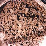 Image result for Cassipourea mollis