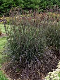 Image result for Andropogon lima