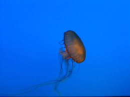Jellyfish At Baltimore National Aquarium Jellyfish Aquarium Baltimore