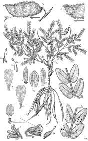 Image result for Gelrebia glandulosopedicellata