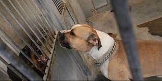 Une 3e famille a adopté un petit noir devenu adulte mais perclus de maladies. Alsace Un Enfant De 18 Mois Mordu A Mort Par Un Chien