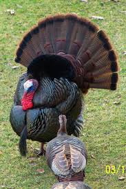 Birds That Look Like Turkeys Turkeys Wild Turkey Beautiful Birds Turkey Breeds