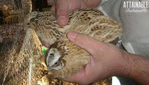 Check spelling or type a new query. Coturnix Quail Raising Quail For Eggs And Meat Purposes