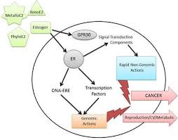 Dental Metals Breast Cancer Study And Support