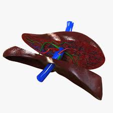 Liver Anatomy 3d Model Ad Liver Anatomy Model Liver Anatomy Anatomy Models 3d Model